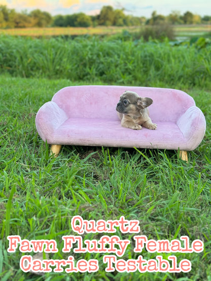 Quartz - Blue Fawn Fluffy Female