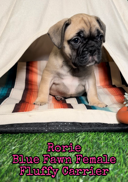 Rorie - Female Fawn - Reserved