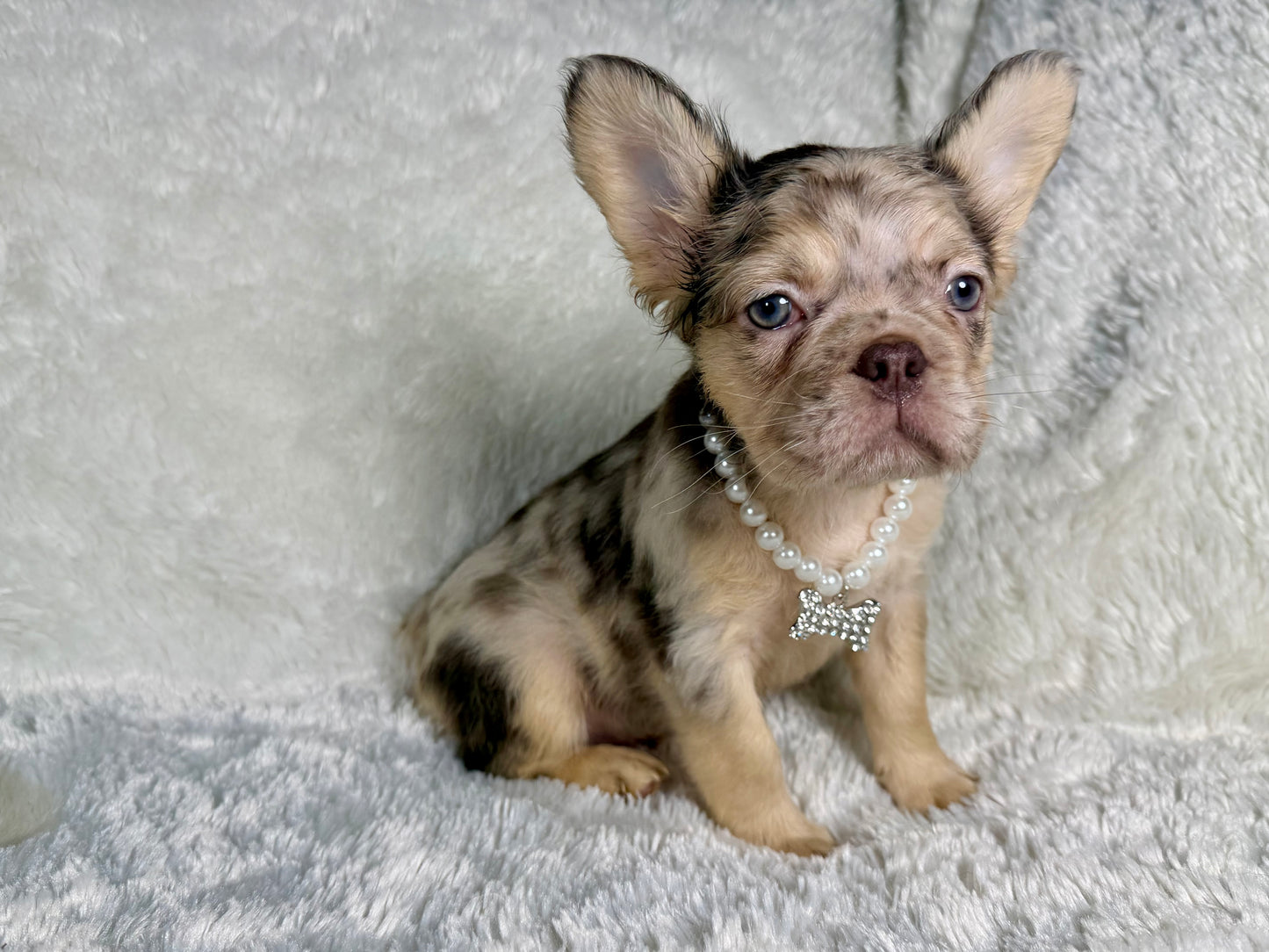 Pepper - Chocolate Merle Fluffy - RESERVED
