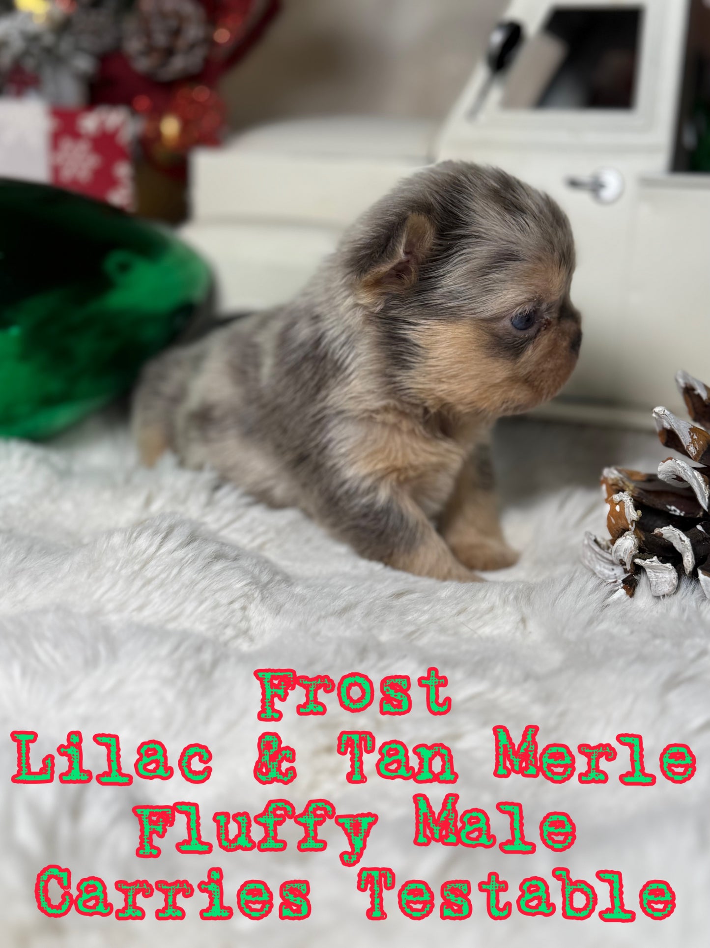 Frost - Male Lilac & Tan Merle