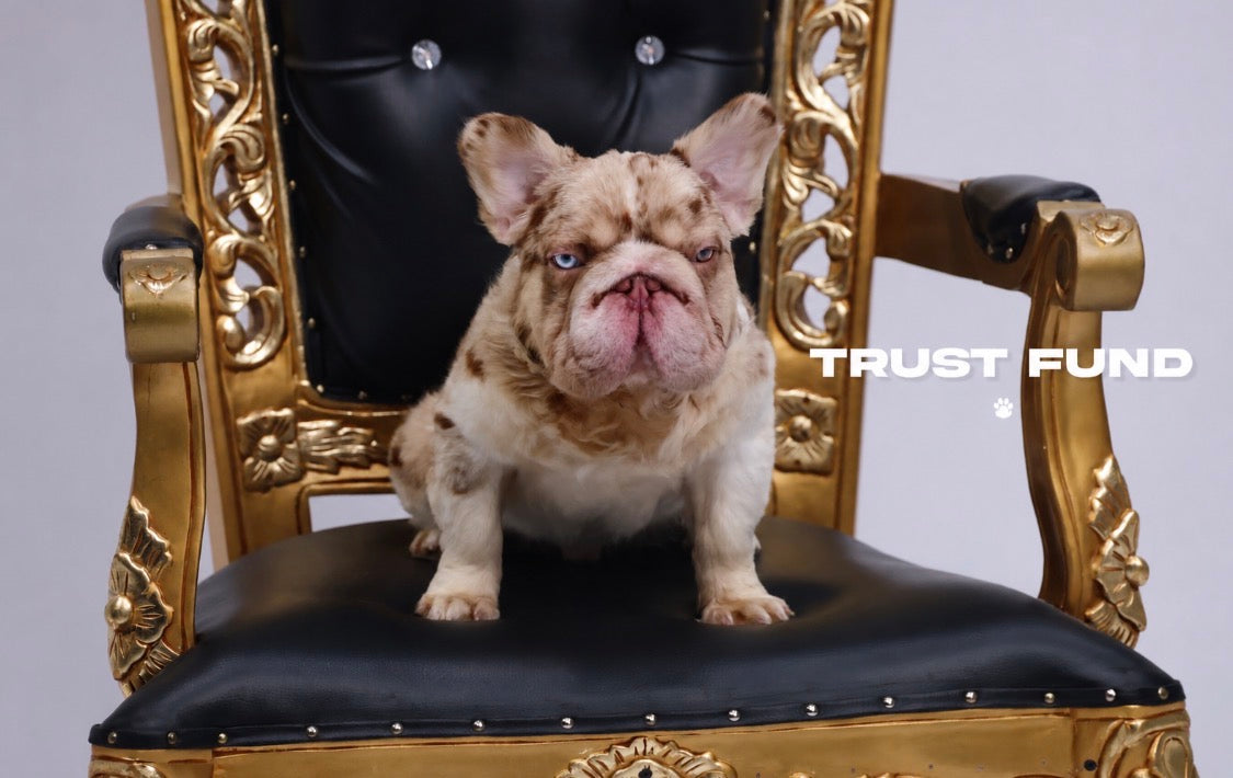Trust Fund - Rojo Merle Pied Big Rope