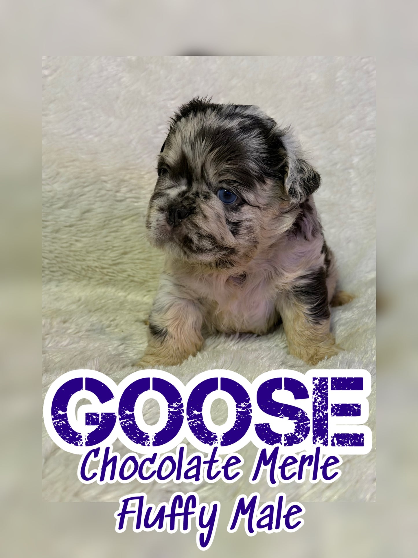 Goose