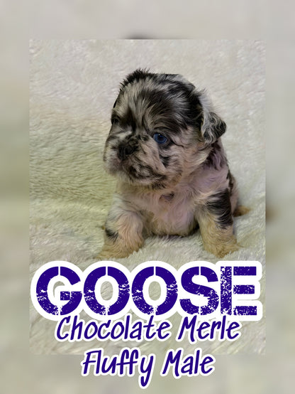 Goose