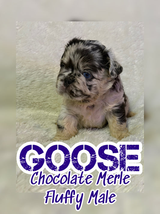Goose