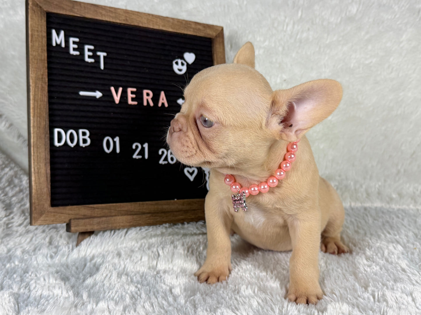 Vera - Isabella Cream
