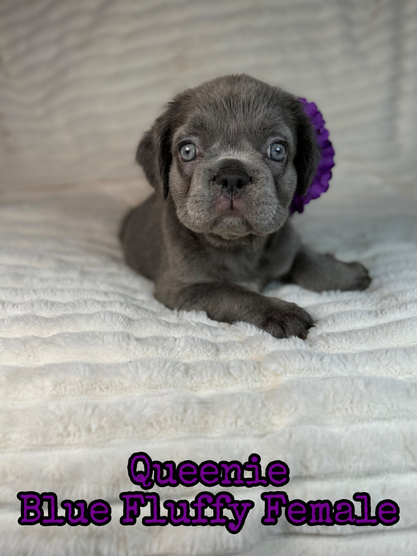 Queenie - Blue Visual Fluffy Female