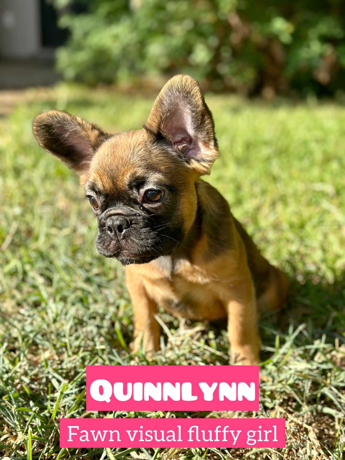 Quinlynn - Fawn Fluffy Female