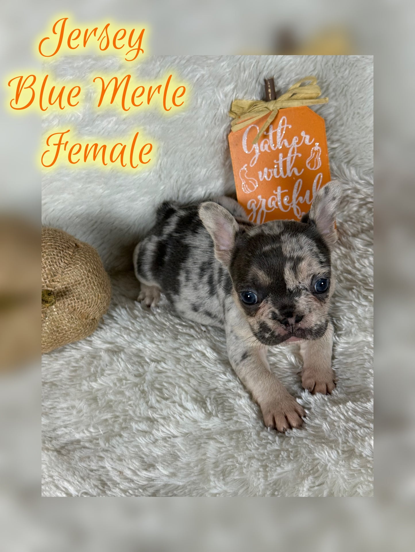 Jersey - Blue Merle