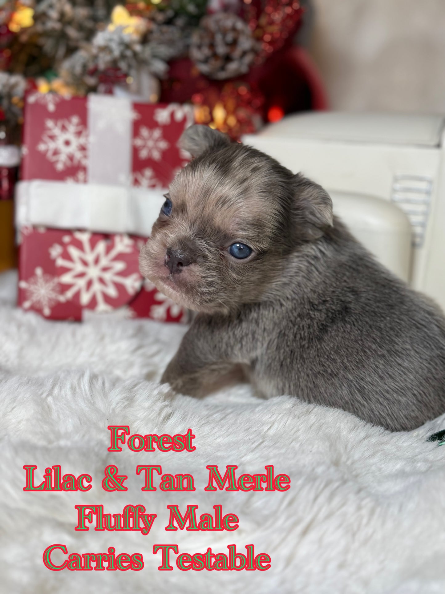 Forest - Male Lilac Merle Visual Fluffy Carries Testable