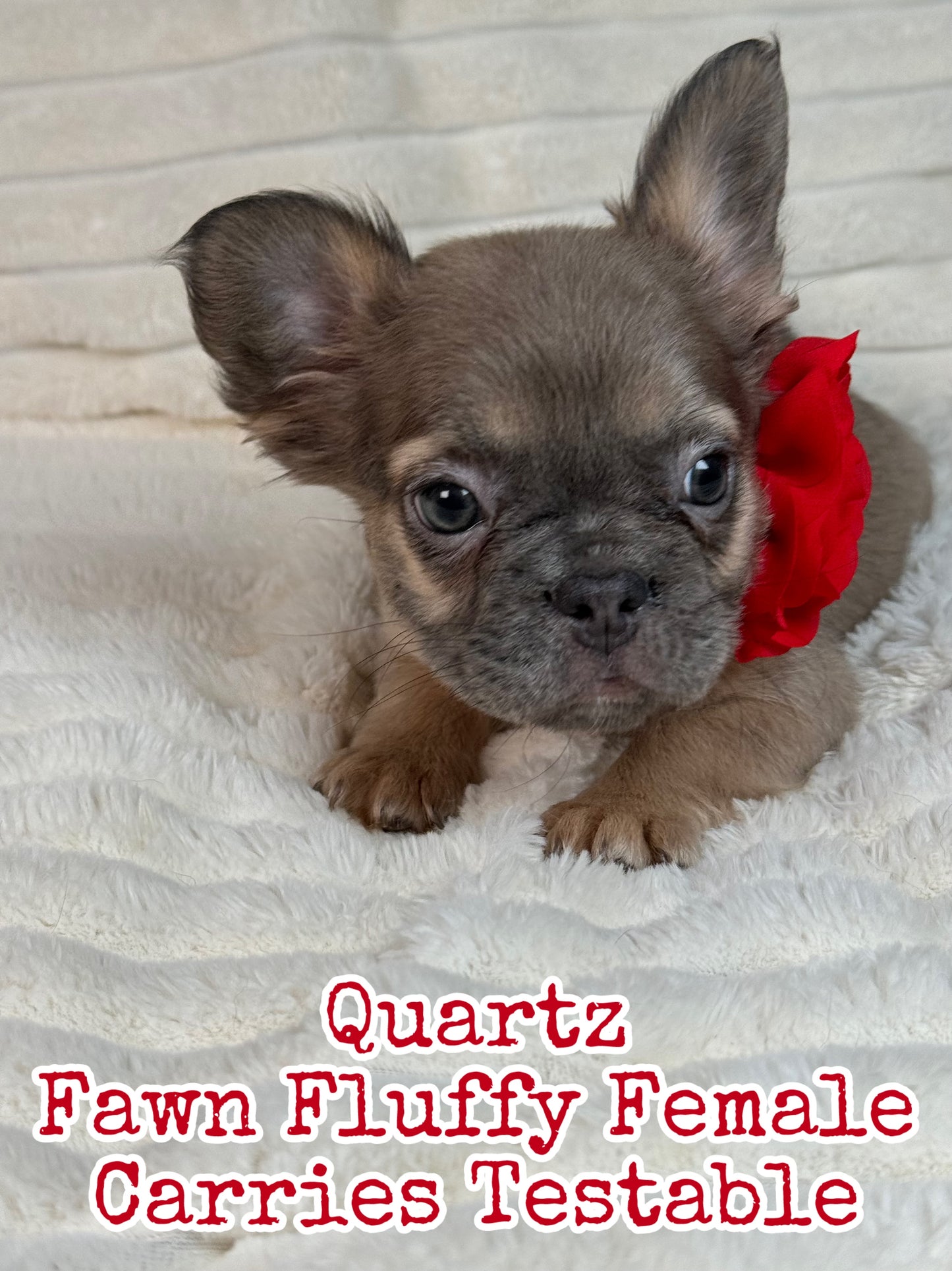 Quartz - Blue Fawn Fluffy Female