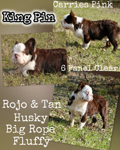 King Pin - Rojo & Tan Husky Big Rope Fluffy Carries Pink - EARLY INTRO $1500