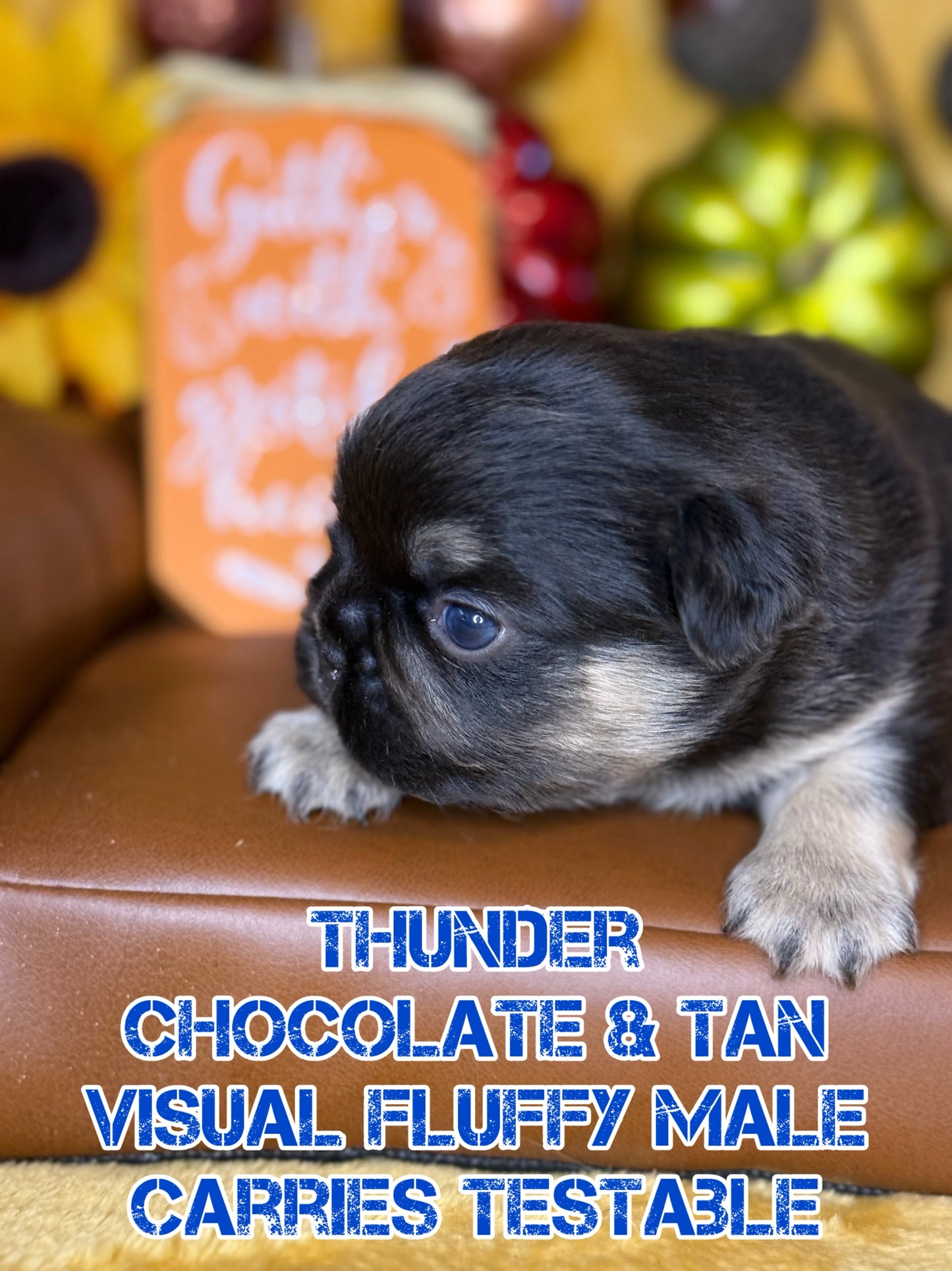 Thunder - Male Chocolate & Tan