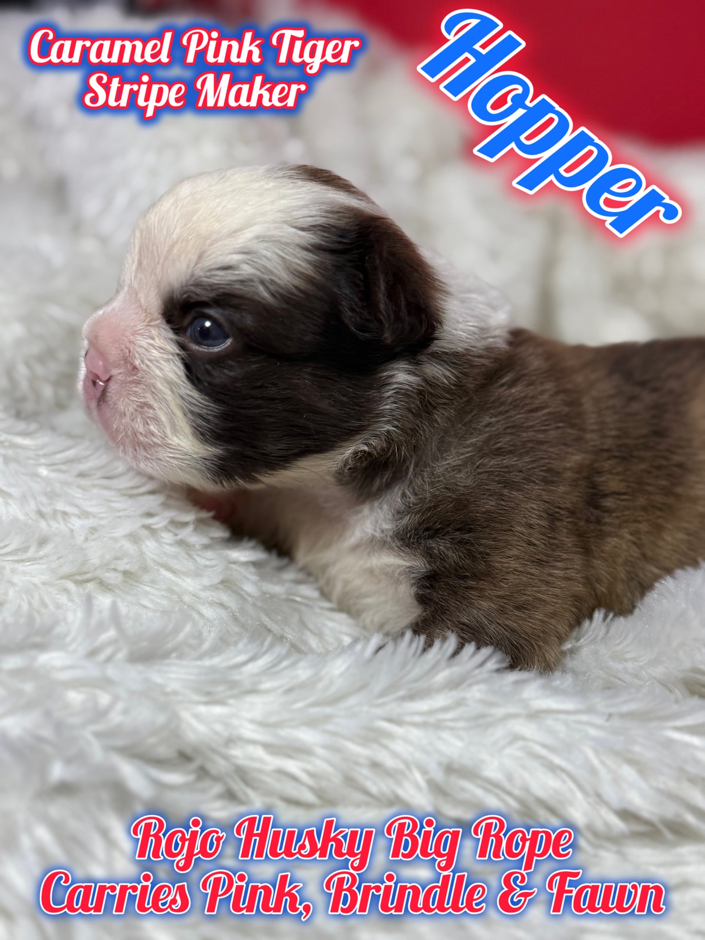 Hopper - Rojo Husky Big Rope Fluffy