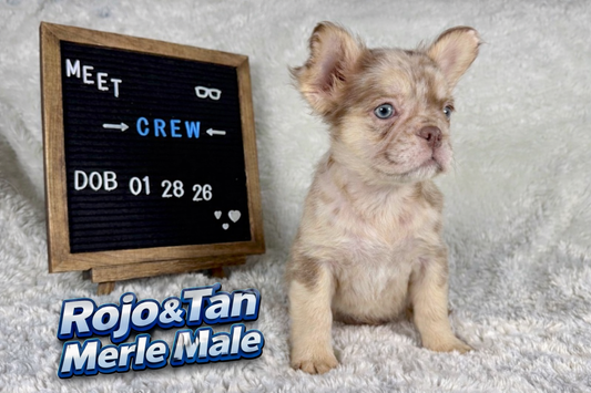 Crew - Rojo Merle Fluffy