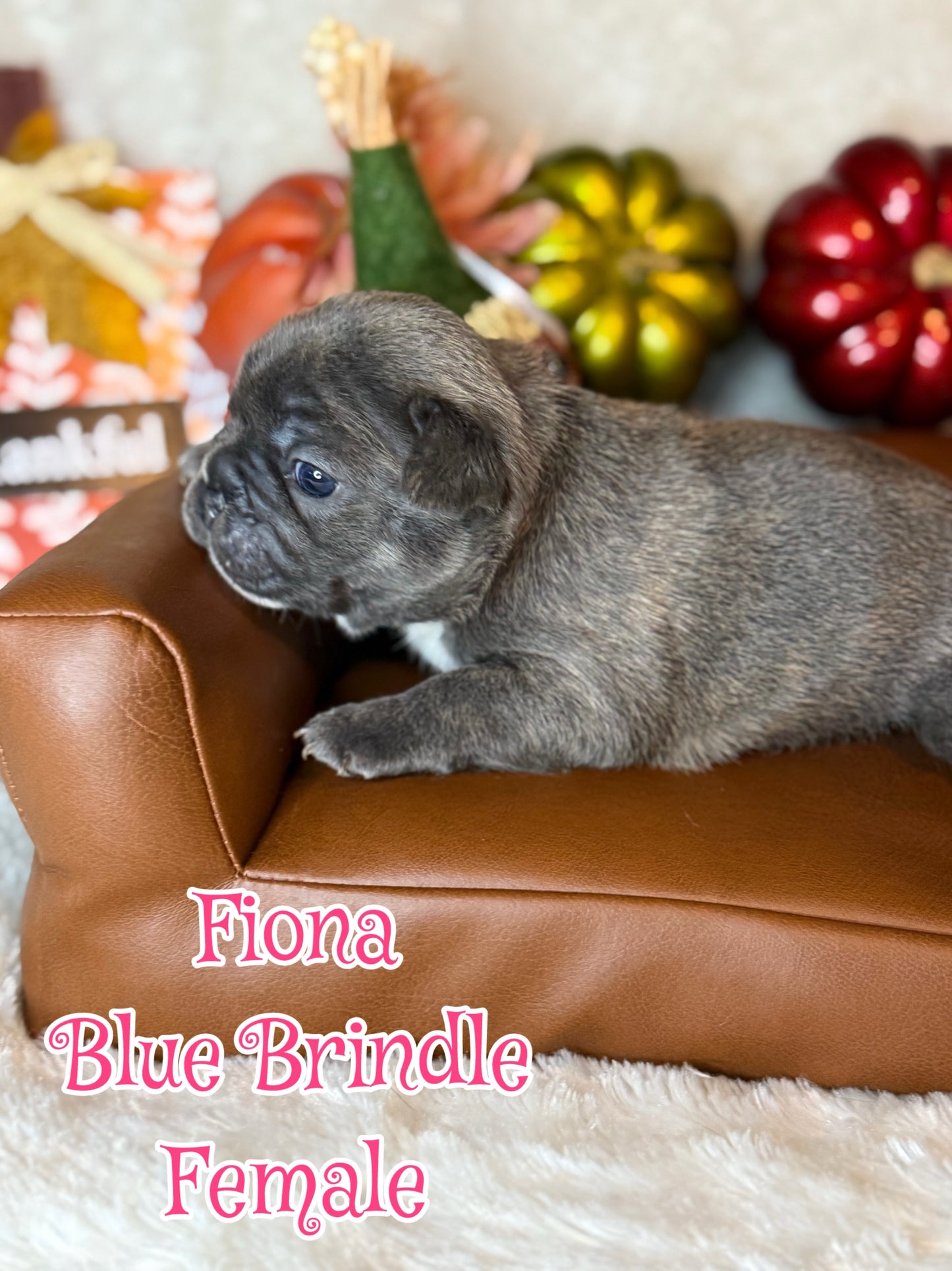 Fiona - Female Blue Brindle