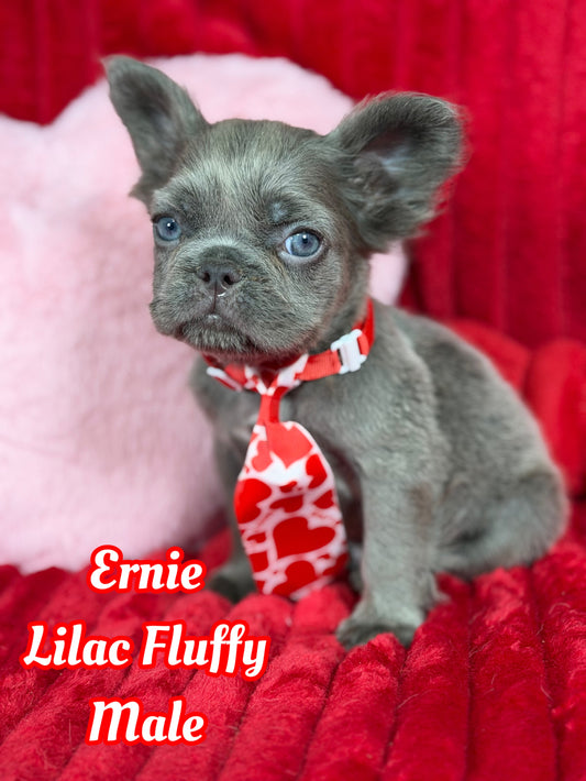 Ernie - Lilac Visual Fluffy