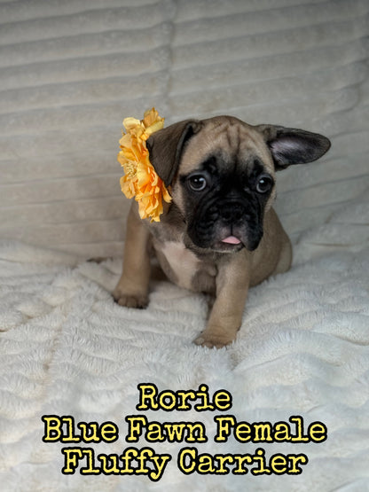 Rorie - Female Fawn - Reserved