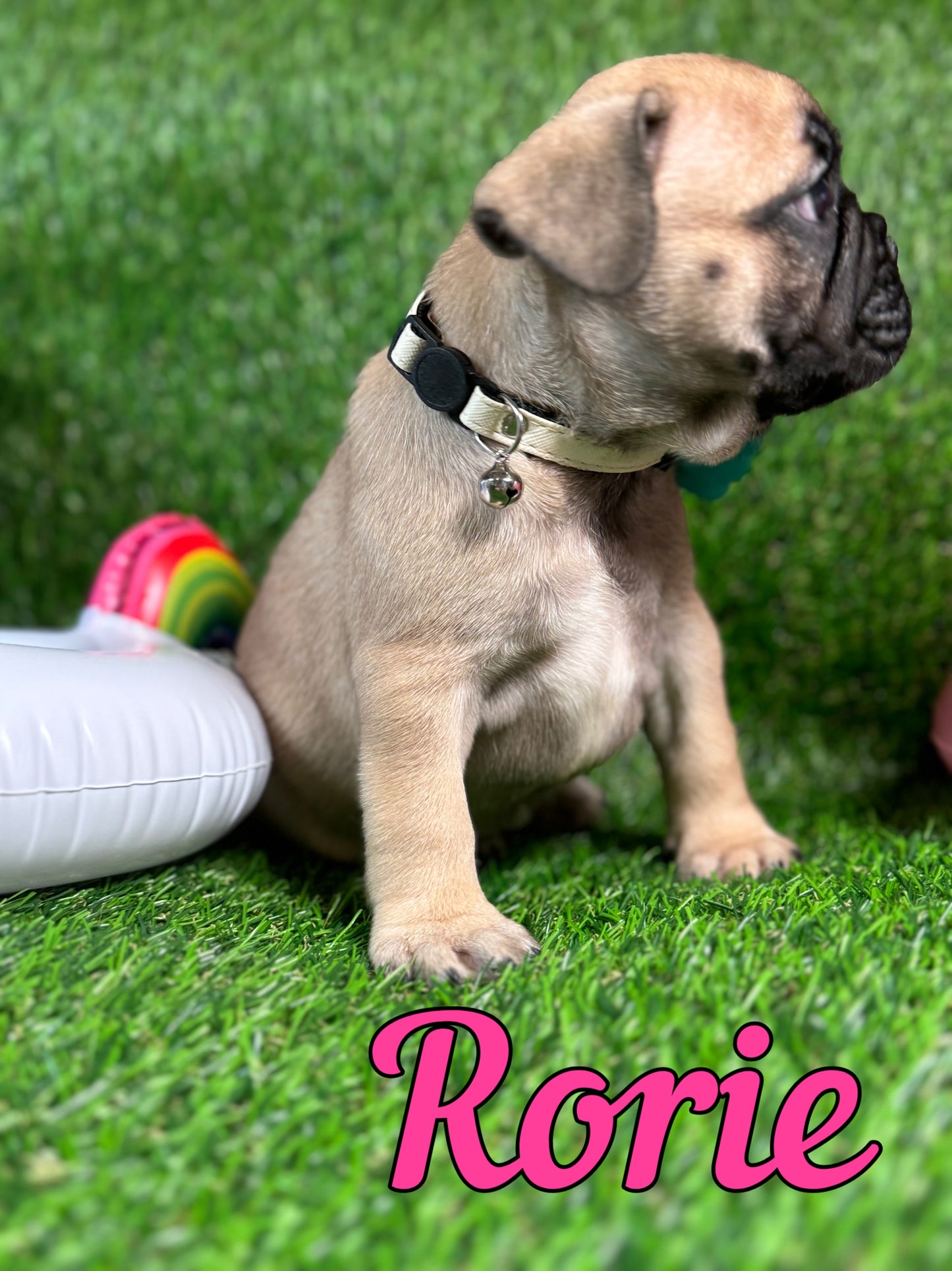 Rorie - Female Fawn - Reserved