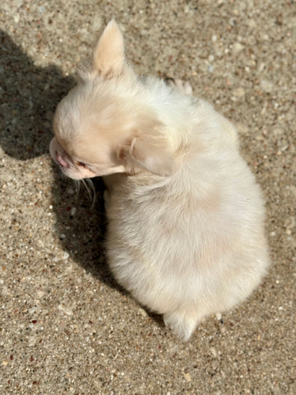 Pink Slip - New Shade Rojo Merle Covered In PINK Fluffy