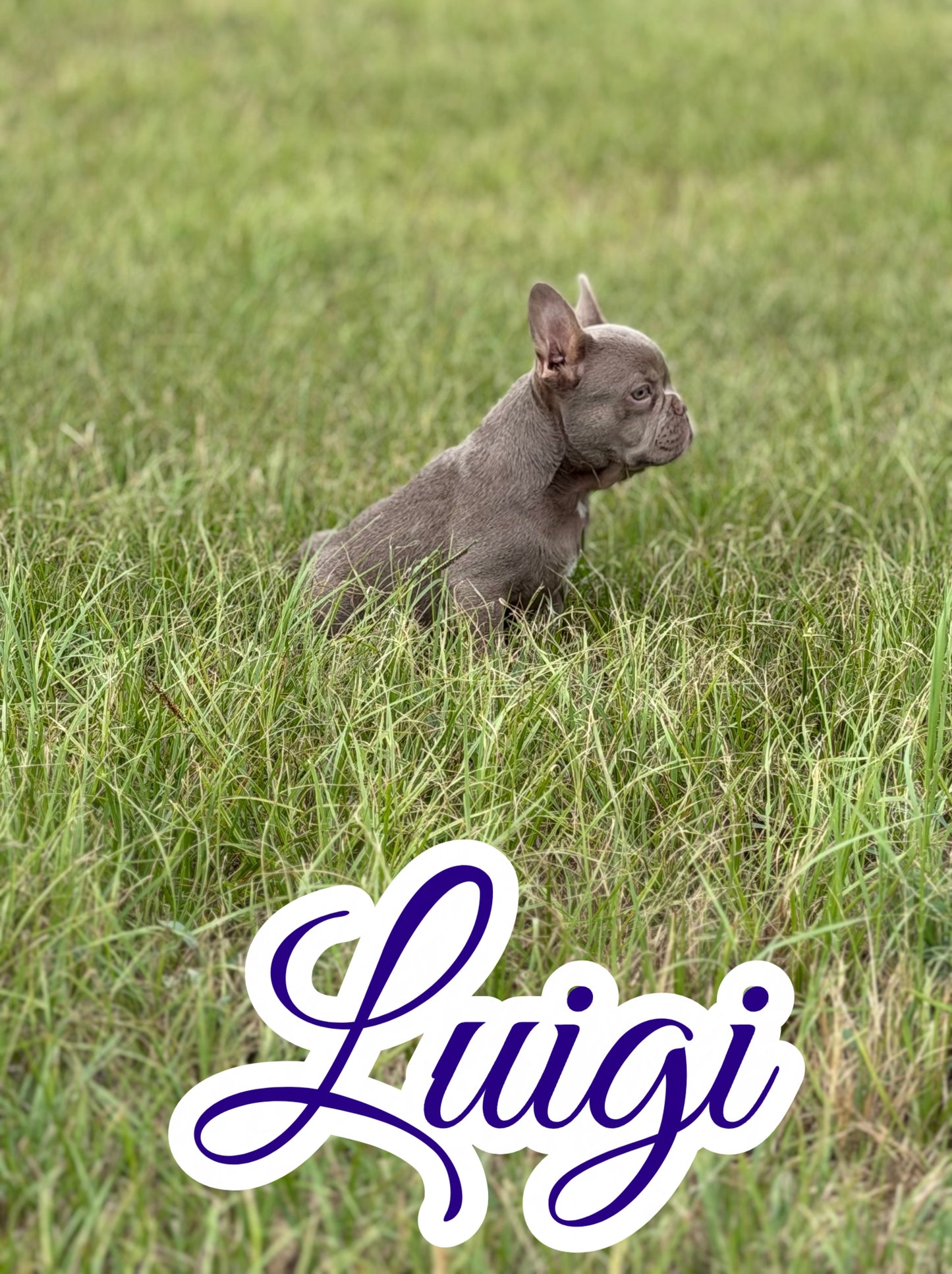 Luigi