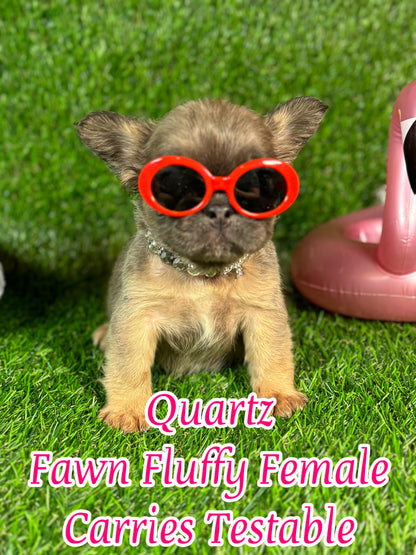 Quartz - Blue Fawn Fluffy Female