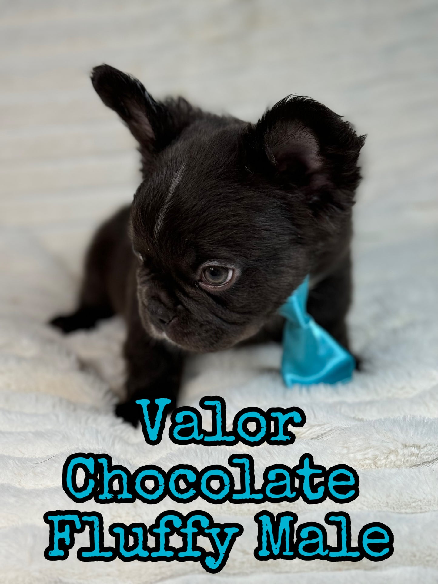 Valor - Male Chocolate Fluffy