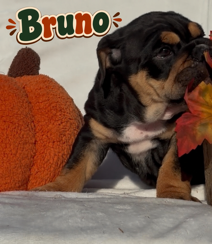 Bruno - English Bulldog