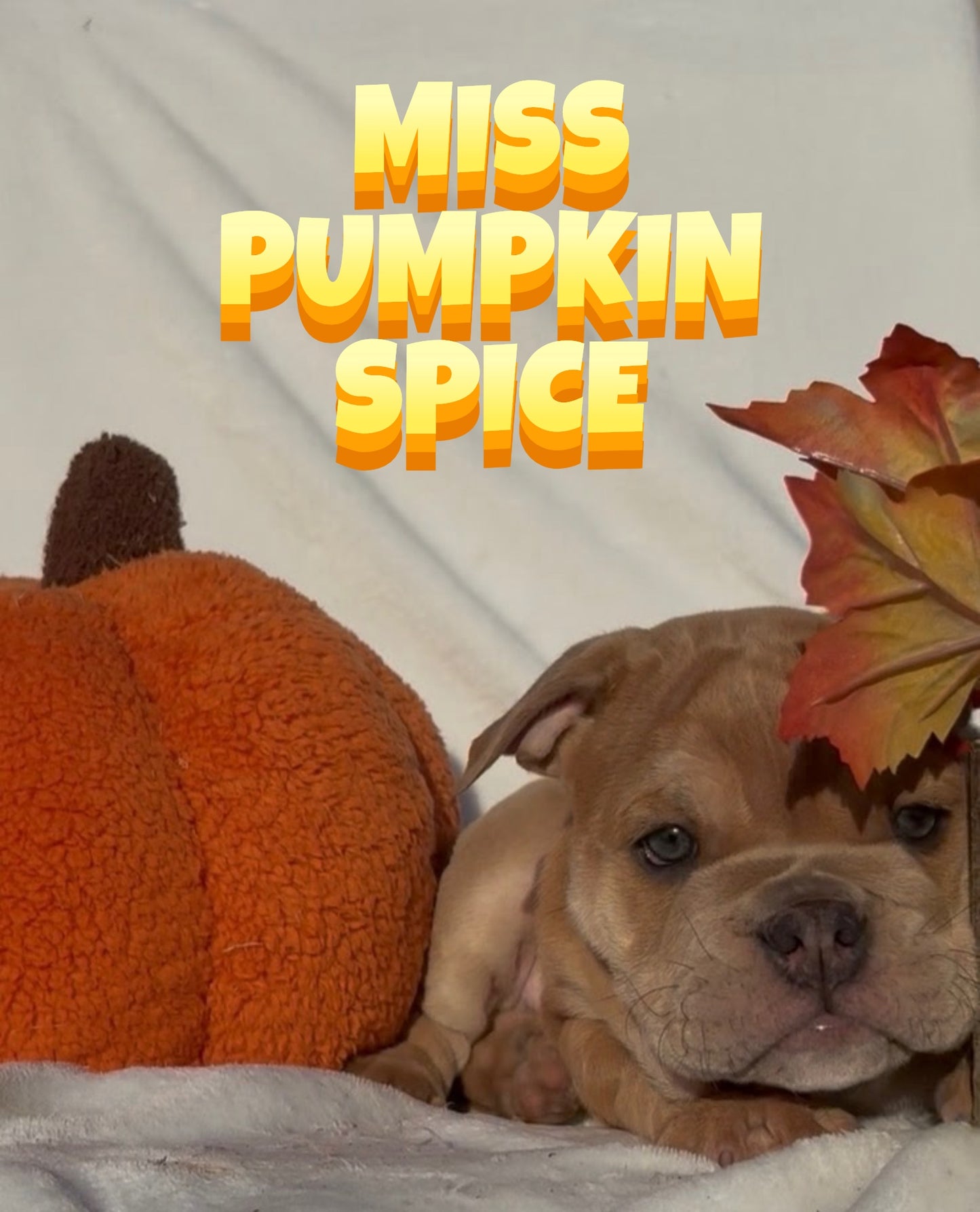Miss Pumpkin Spice - English Bulldog