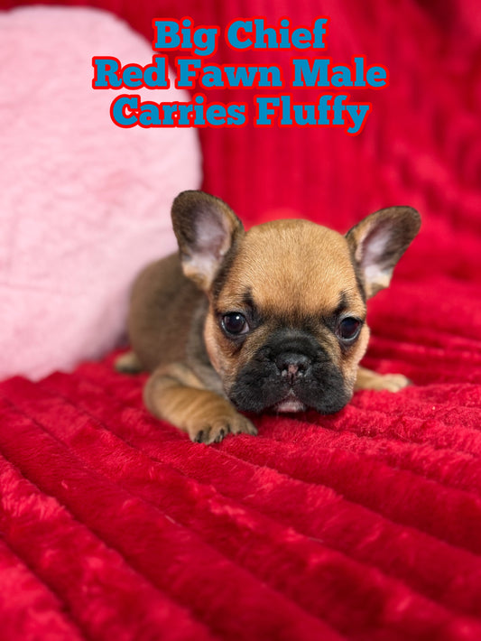 Big Chief- Red Fawn Male