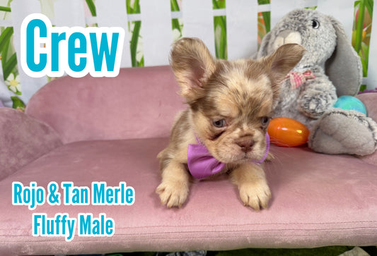 Crew - Rojo Merle Fluffy