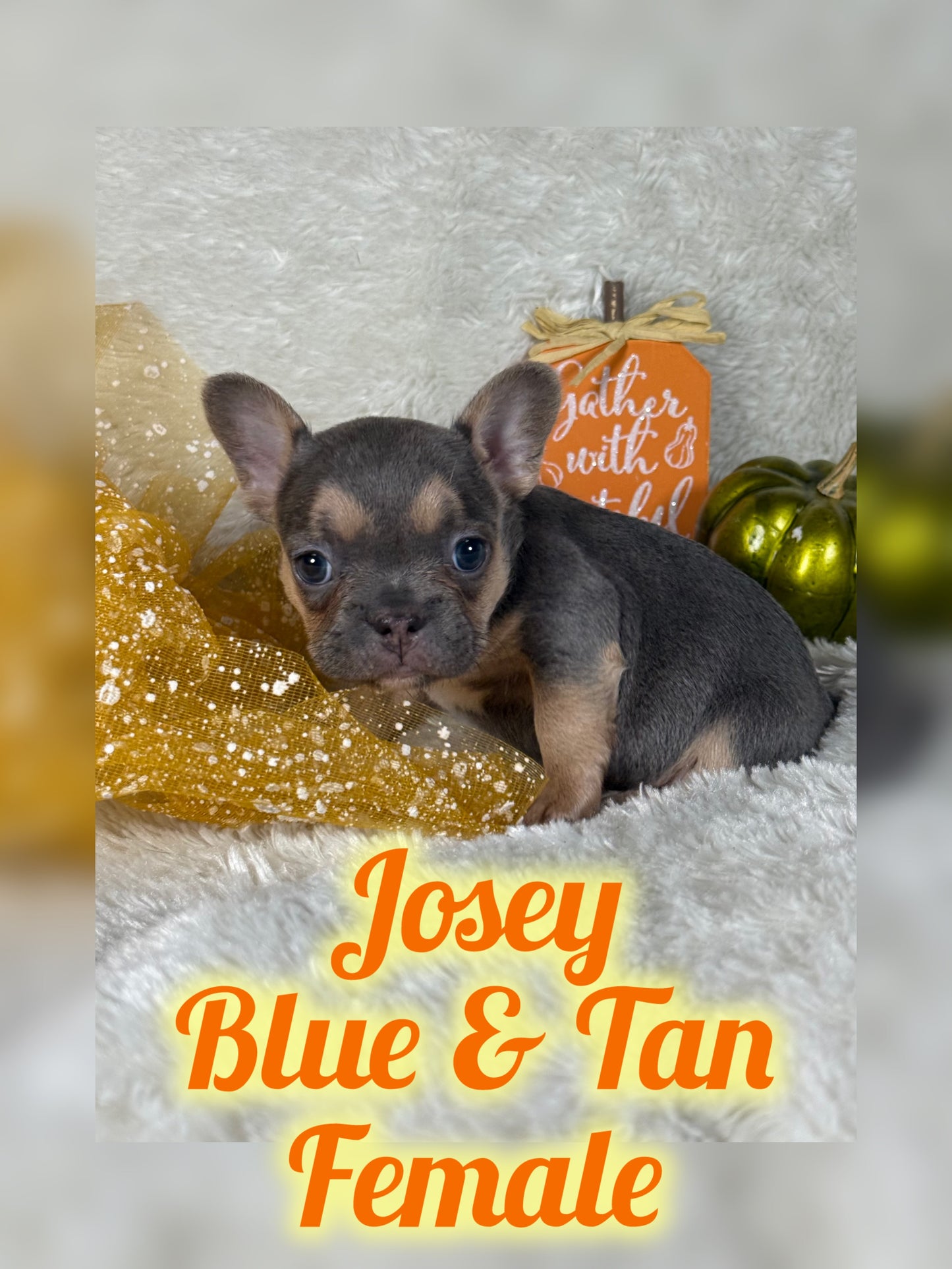 Josey - Blue & Tan - RESERVED