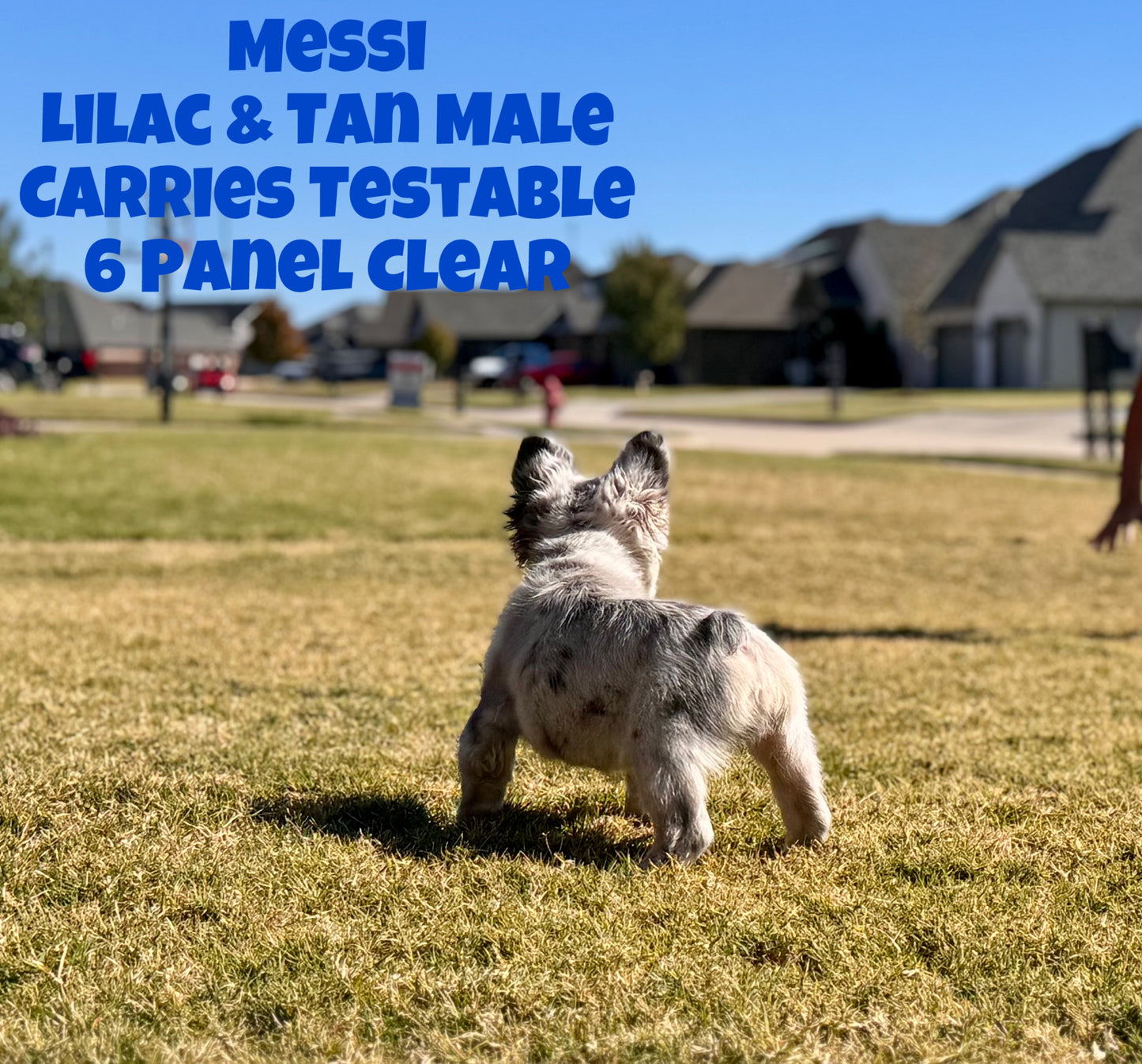 Messi - Lilac & Tan Merle Fluffy Carries Testable - Reserved