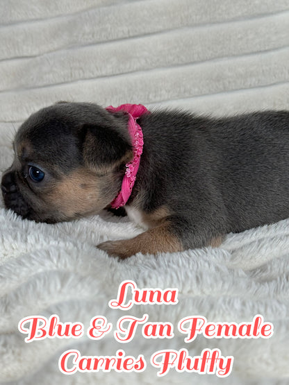 Luna - Feamle Blue & Tan Fluffy Carrier