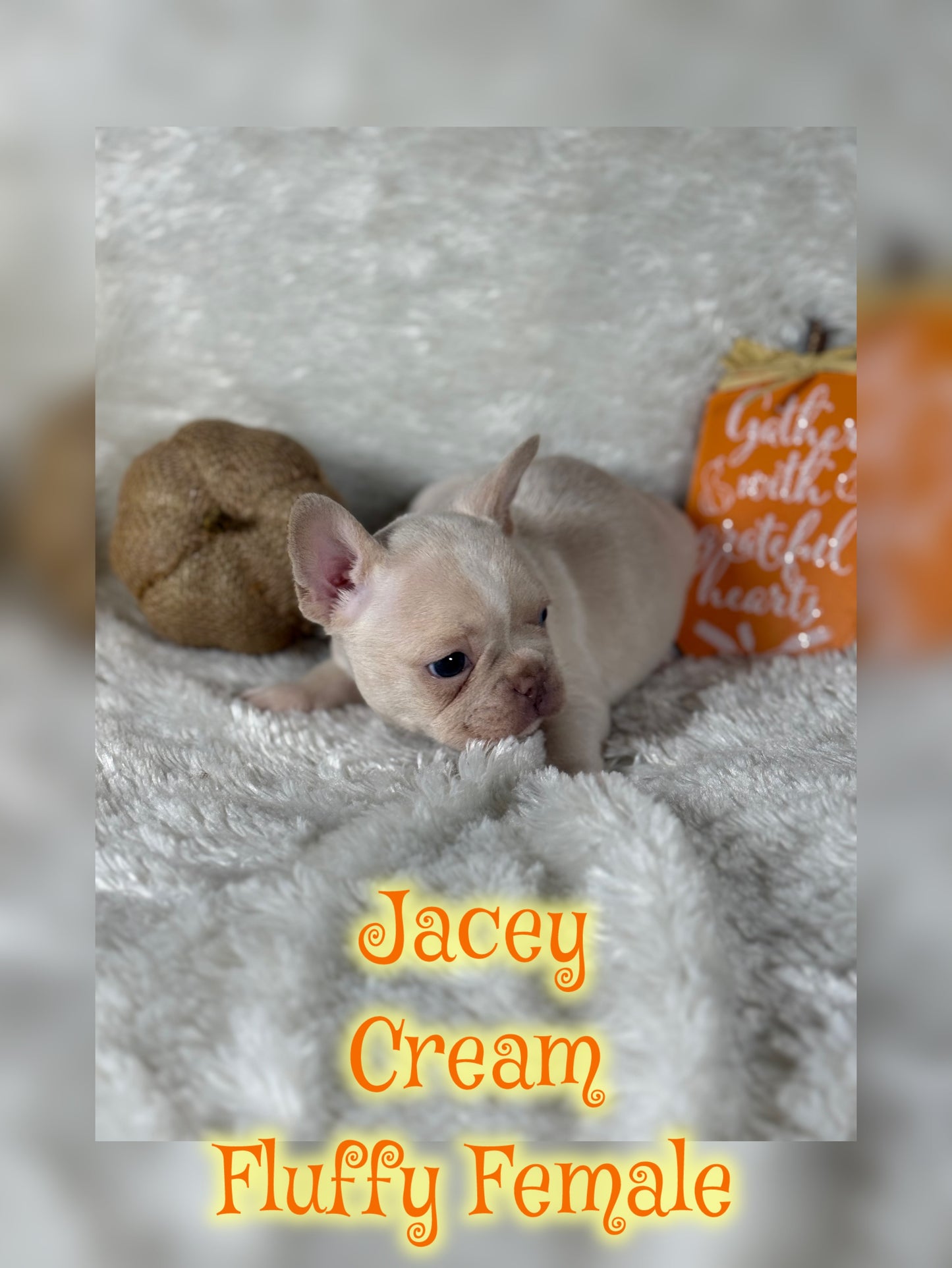 Jacey - Cream 1 BLUE eye
