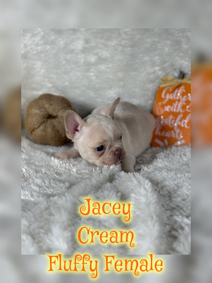 Jacey - Cream 1 BLUE eye