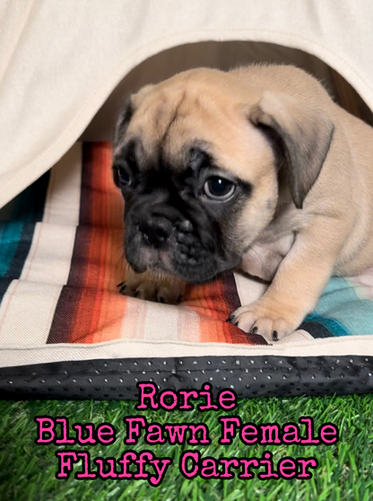 Rorie - Female Fawn - Reserved