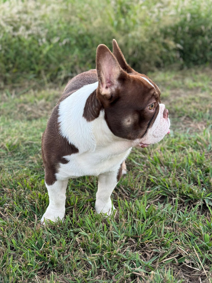 Banks - Rojo & Tan Irish Pied Carries Fluffy INTRO Special