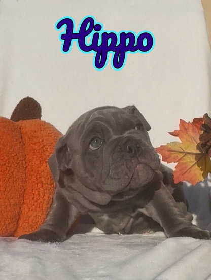 Hippo - English Bulldog