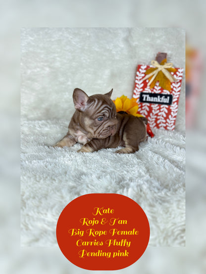 Kate - Rojo & Tan Big Rope Carries Fluffy Pending PINK