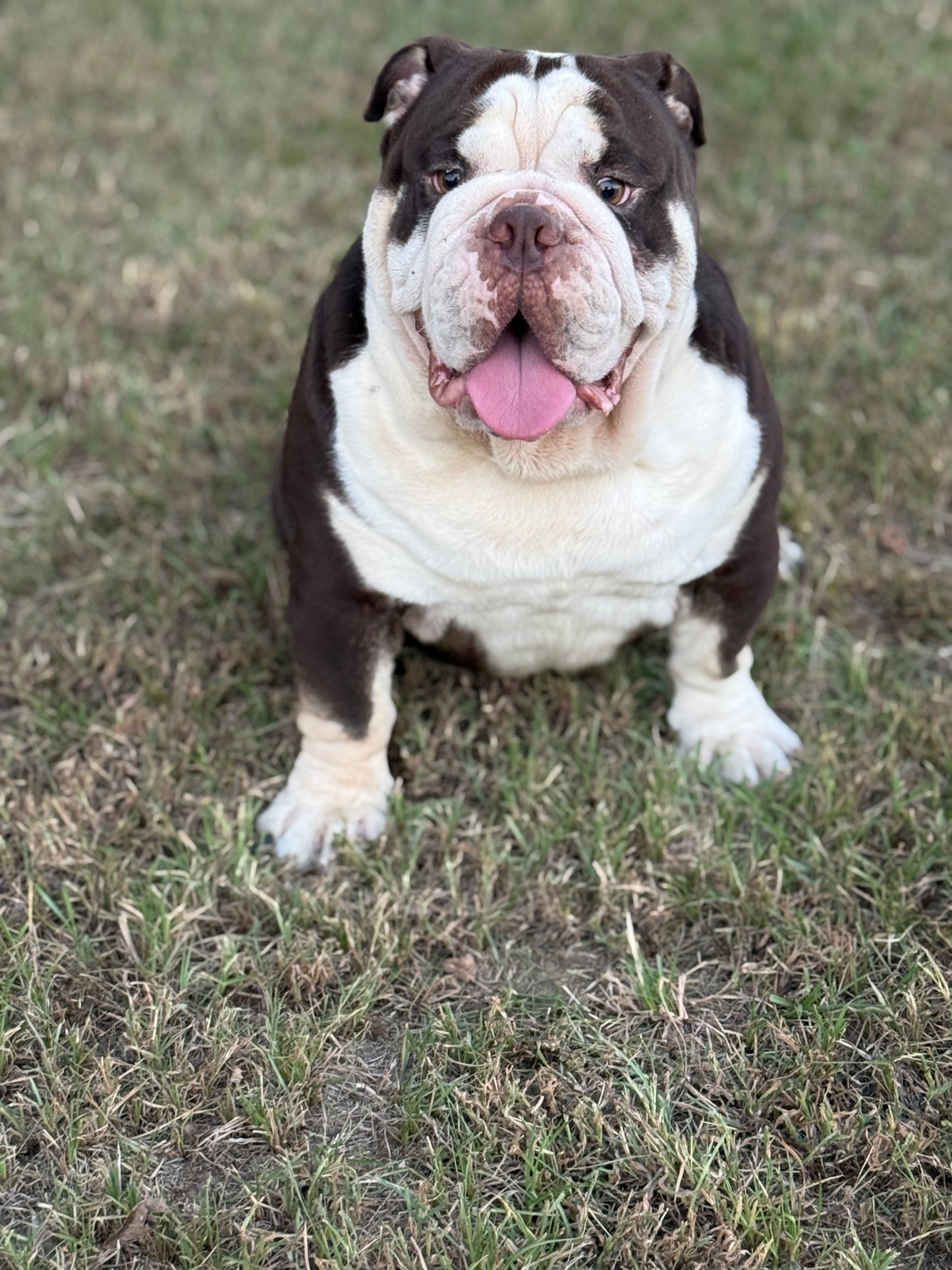 El Chapo - Chocolate Tri (English Bulldog)
