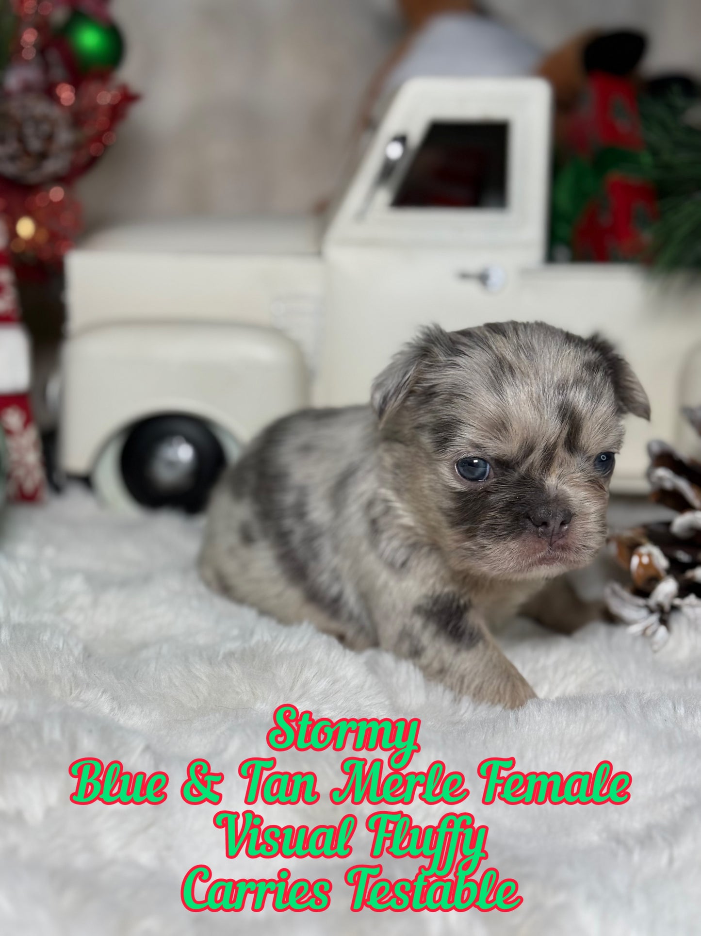 Stormy - Female Blue & Tan Merle