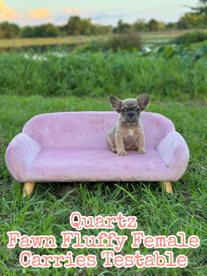 Quartz - Blue Fawn Fluffy Female