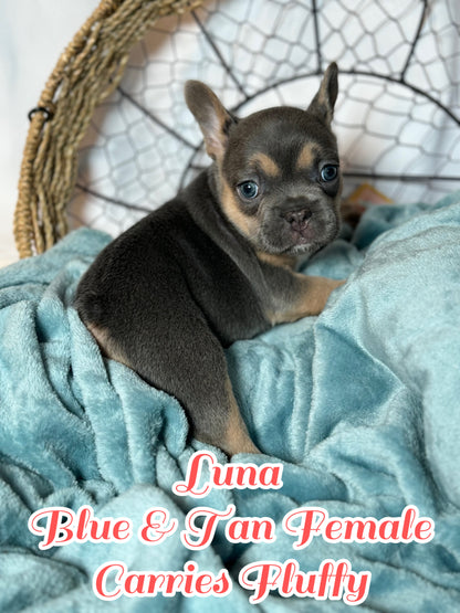 Luna - Feamle Blue & Tan Fluffy Carrier