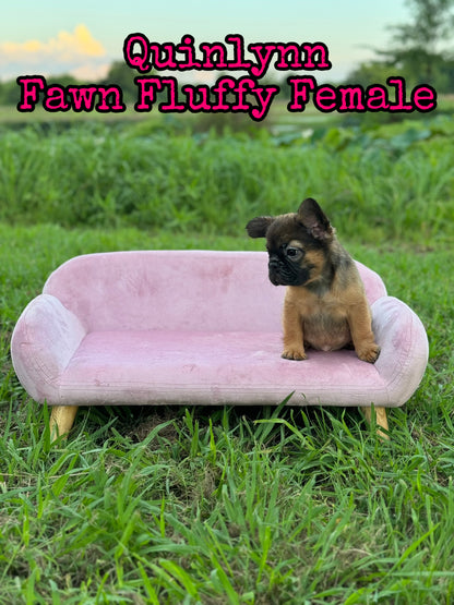 Quinlynn - Fawn Fluffy Female