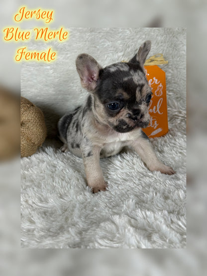 Jersey - Blue Merle