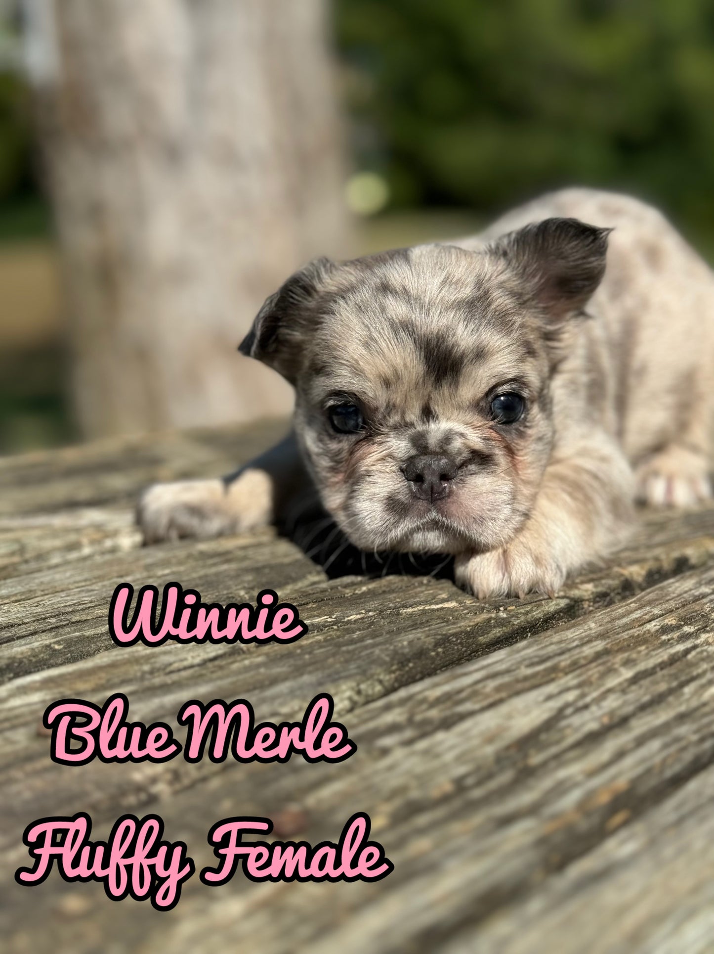 Winnie - Female Blue Merle Fluffy