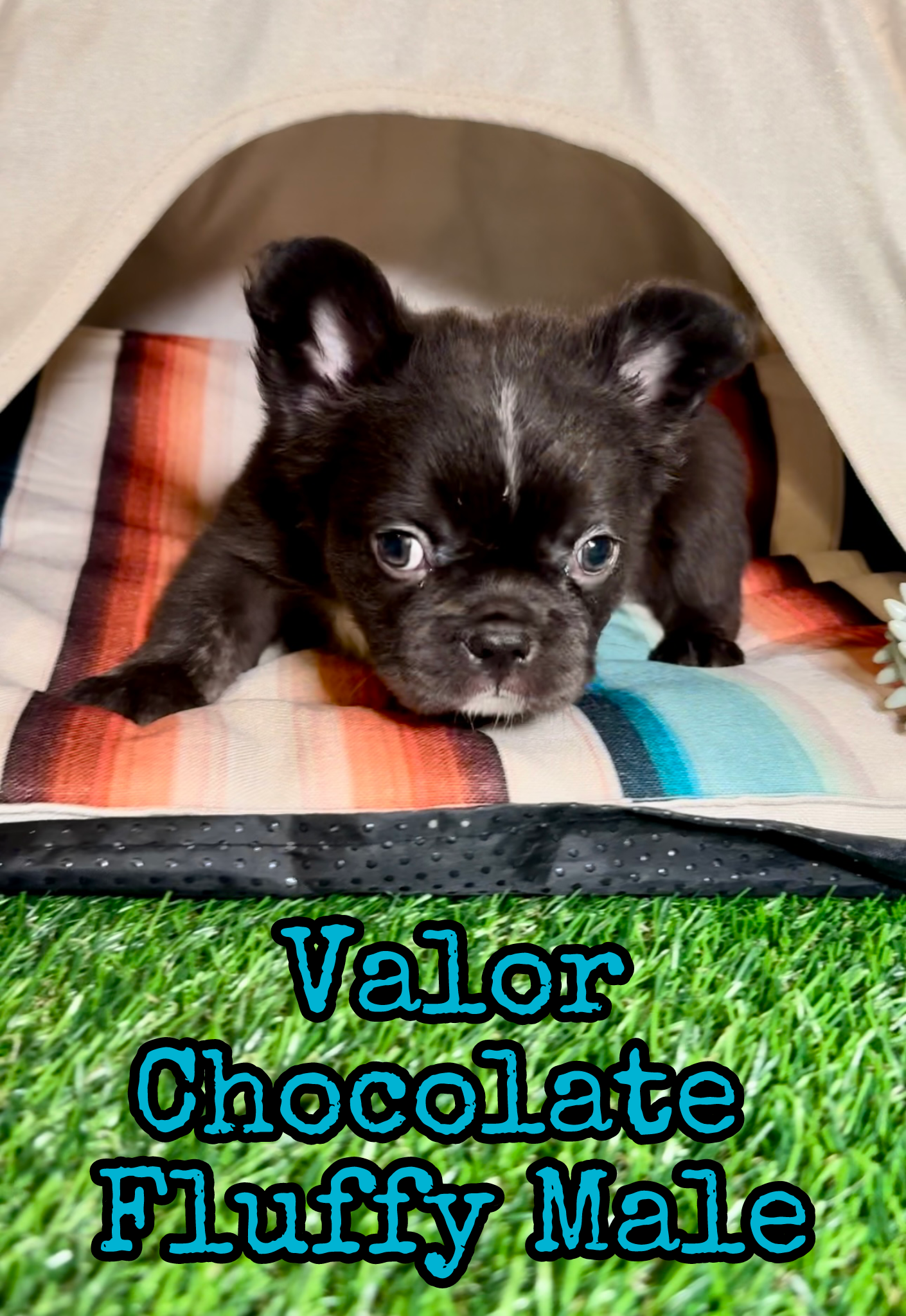 Valor - Male Chocolate Fluffy