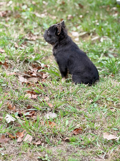 Bookie - Micro Blue & Tan Visual Fluffy Big Rope Carries Pink 12 Pounds EARLY INTRO $875