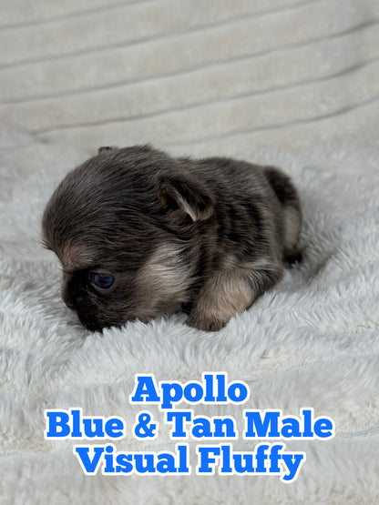 Apollo - Male Blue & Tan Visual Fluffy