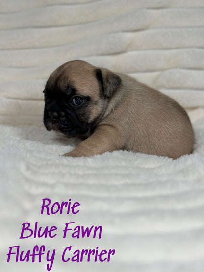 Rorie - Female Fawn - Reserved